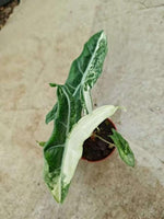 Alocasia longiloba narrow sp borneo Albo Variegated TC | Seller's Choice, Hong Kong Collection