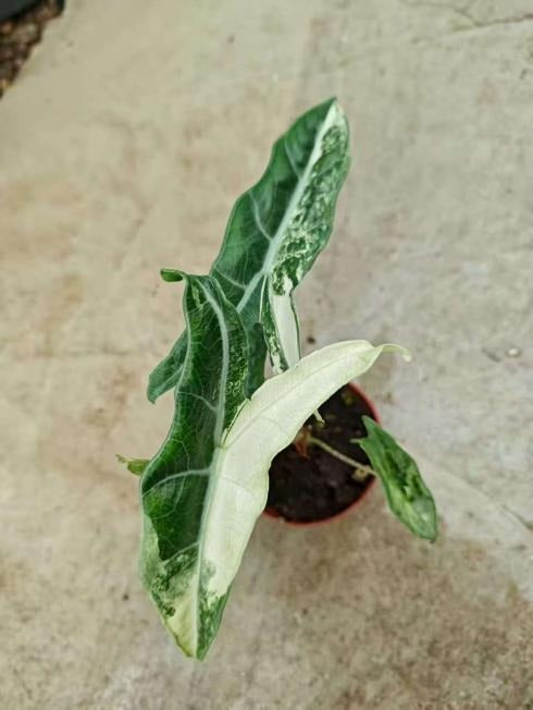Alocasia longiloba narrow sp borneo Albo Variegated TC | Seller's Choice, Hong Kong Collection