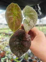 Alocasia Cuprea Black pink mint Variegated TC | Seller's Choice, Hong Kong Collection