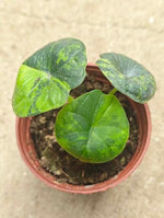Alocasia chaii Aurea Variegated TC | Seller's Choice, Hong Kong Collection
