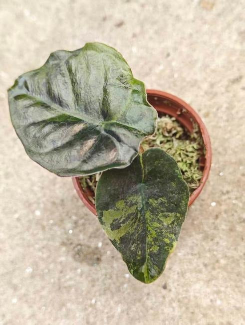 Alocasia infernalis 'Black Magic' Aurea Variegated TC | Seller's Choice, Hong Kong Collection