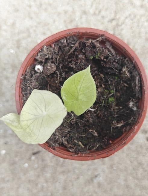 Alocasia 'scalprum' Golden Variegated TC | Seller's Choice, Hong Kong Collection