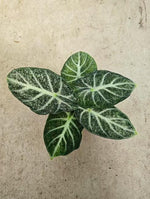 Alocasia Freckle Ninja TC | Seller's Choice, Hong Kong Collection