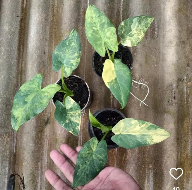 Alocasia 'puber aruea variegata' TC | Seller's Choice, Hong Kong Collection