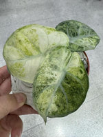 Alocasia 'Ninja' splash TC | Seller's Choice, Hong Kong Collection