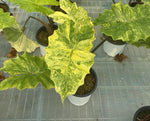 Alocasia 'Portora' aurea var. TC | Seller's Choice, Hong Kong Collection