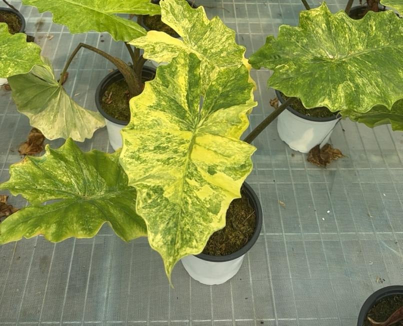 Alocasia 'Portora' aurea var. TC | Seller's Choice, Hong Kong Collection