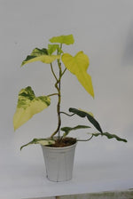 Philodendron domesticum var. TC | Seller's Choice, Hong Kong Collection