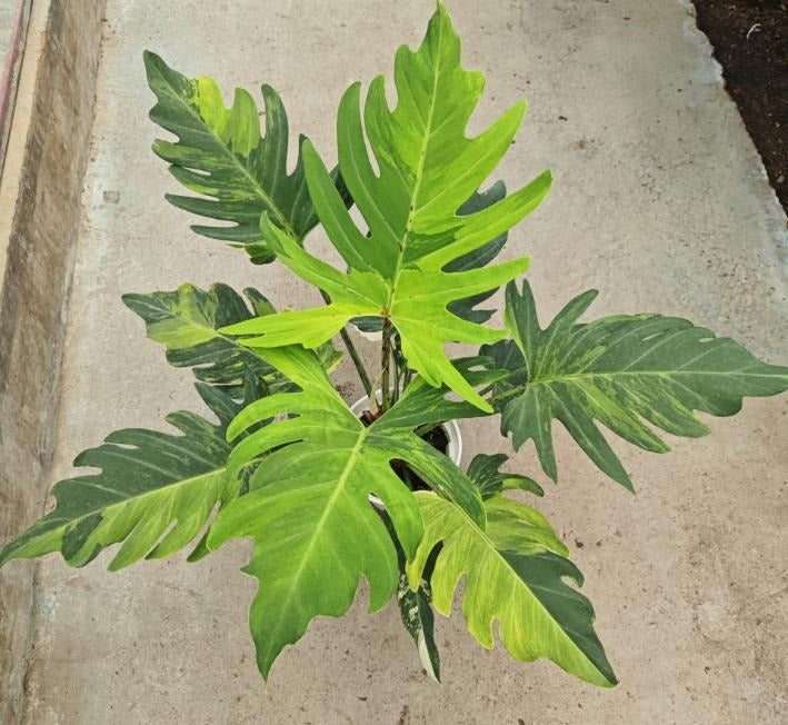 Philodendron 'Olympiad Variegated' TC | Seller's Choice, Hong Kong Collection
