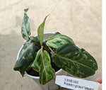 Philodendron gloriosum variegated mutation TC | Seller's Choice, Hong Kong Collection