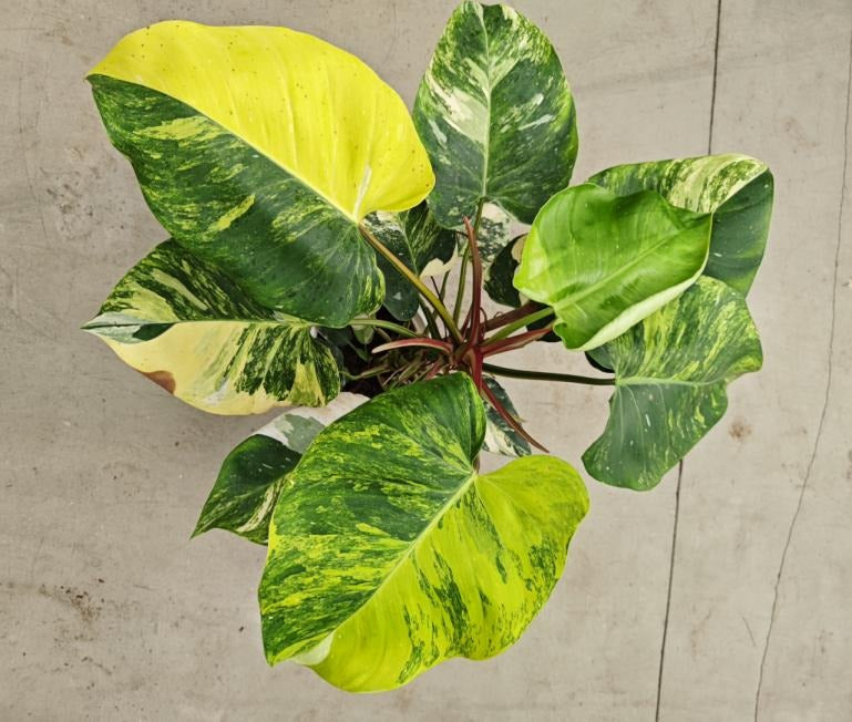 Philodendron white princess Aurea variegata TC | Seller's Choice, Hong Kong Collection