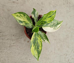 Philodendron white Wizard Aurea variegata TC | Seller's Choice, Hong Kong Collection