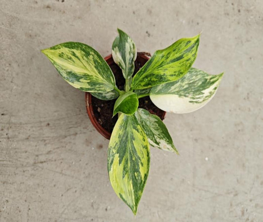 Philodendron white Wizard Aurea variegata TC | Seller's Choice, Hong Kong Collection