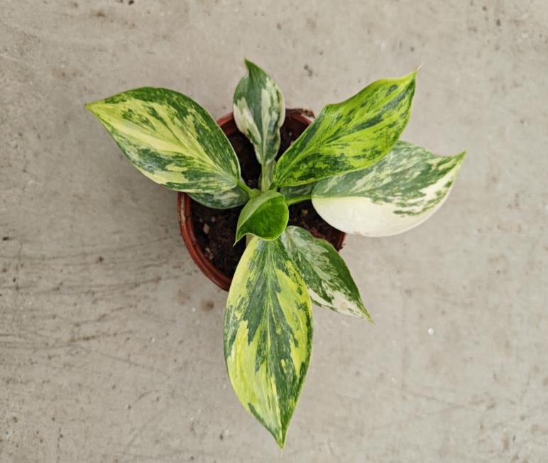 Philodendron white Wizard Aurea variegata TC | Seller's Choice, Hong Kong Collection