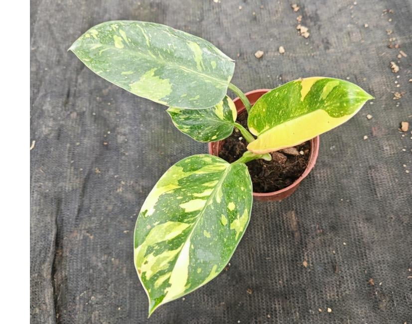 Philodendron 'Green Congo' Variegata TC | Seller's Choice, Hong Kong Collection