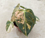 Philodendron melanochrysum Variegated TC | Seller's Choice, Hong Kong Collection