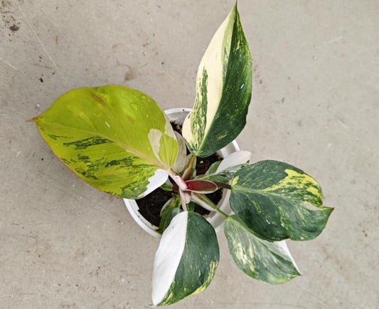 Philodendron 'White Knight' aurea variegated TC | Seller's Choice, Hong Kong Collection