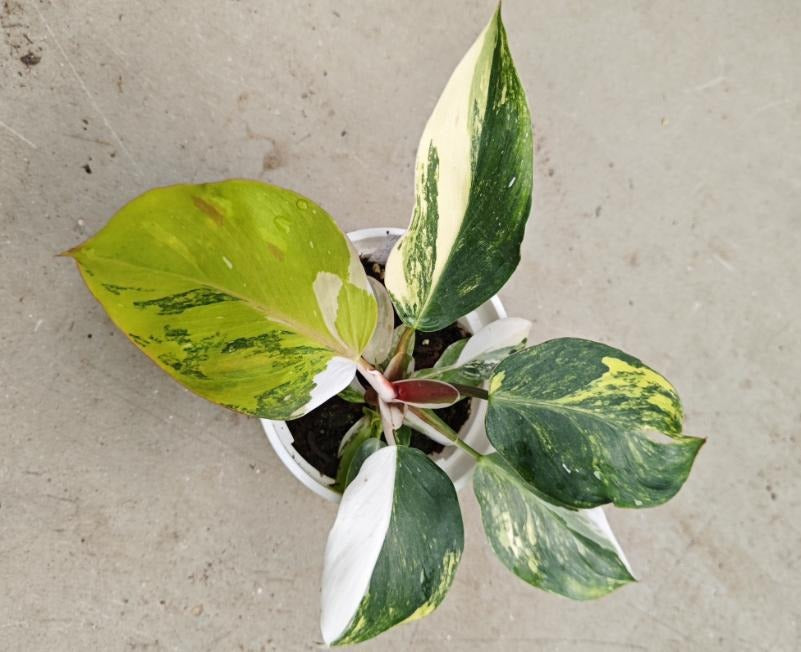 Philodendron 'White Knight' aurea variegated TC | Seller's Choice, Hong Kong Collection