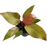 Philodendron persimmon princess TC | Seller's Choice, Hong Kong Collection
