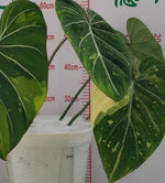 Philodendron gloriosum Variegata TC | Seller's Choice, Hong Kong Collection