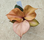 Philodendron Red Heart Variegated TC | Seller's Choice, Hong Kong Collection