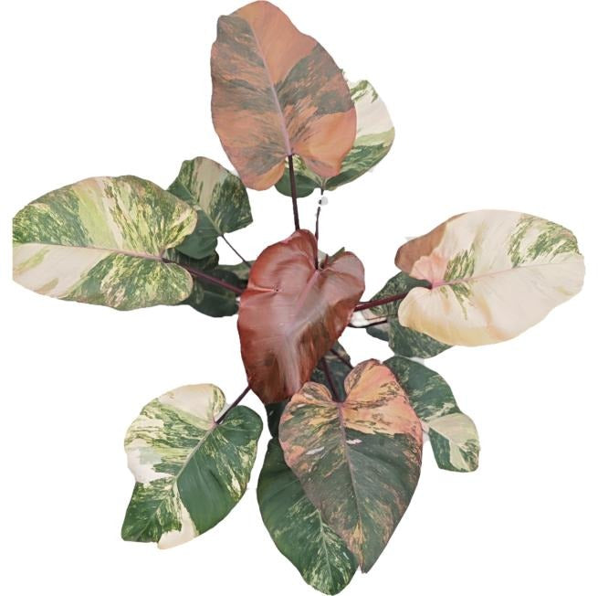 Philodendron Rosy Clouds TC | Seller's Choice, Hong Kong Collection