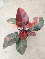 Philodendron Black Cardinal Aurea Variegated TC | Seller's Choice, Hong Kong Collection
