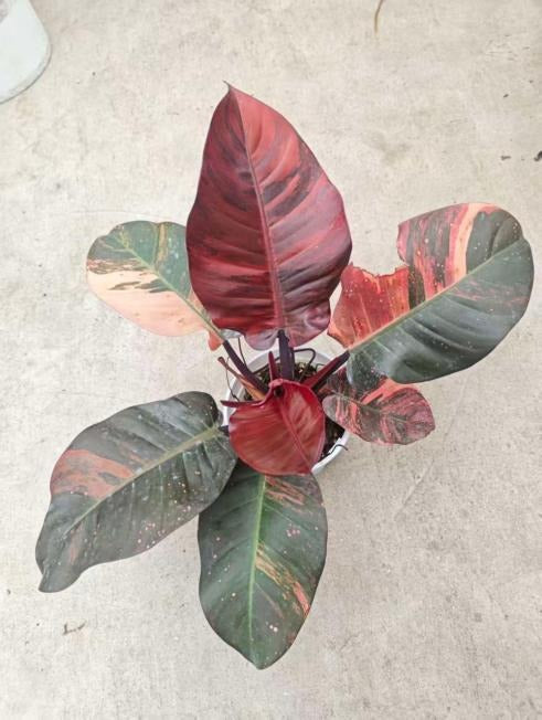 Philodendron Black Cardinal Aurea Variegated TC | Seller's Choice, Hong Kong Collection
