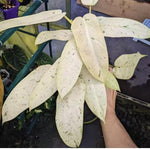 Philodendron Whipple Way TC | Seller's Choice, Hong Kong Collection