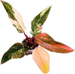 Philodendron Strawberry Shake TC | Seller's Choice, Hong Kong Collection
