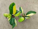 Philodendron Jungle Fever variegata TC | Seller's Choice, Hong Kong Collection