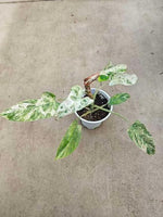 Philodendron 'Green Emerald' Variegated TC | Seller's Choice, Hong Kong Collection