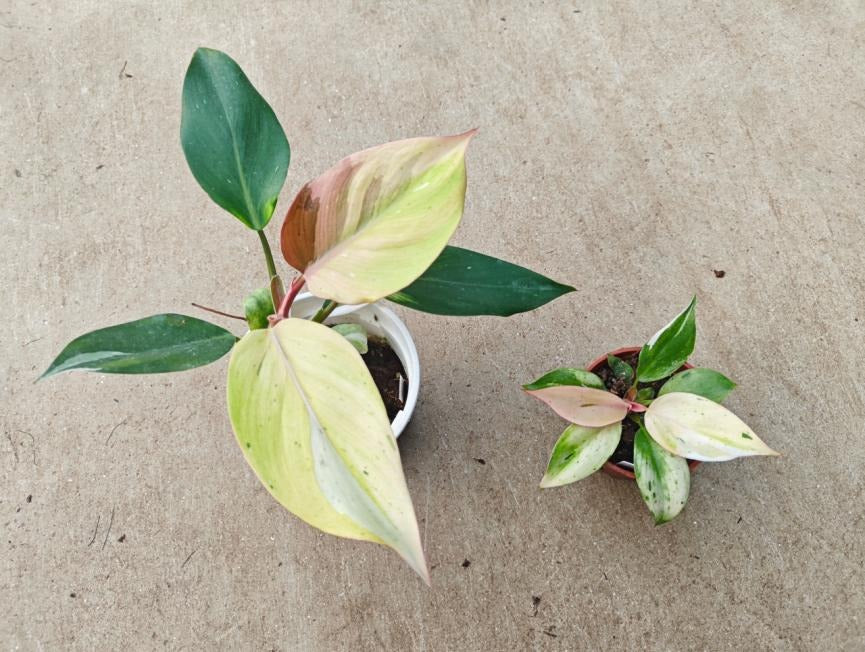 Philodendron 'white Knight mint varigated' TC | Seller's Choice, Hong Kong Collection