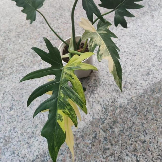 Philodendron radiatum aurea variegated TC | Seller's Choice, Hong Kong Collection