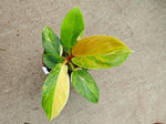 Philodendron 'Golden Melinonii' Aurea Variegated TC | Seller's Choice, Hong Kong Collection