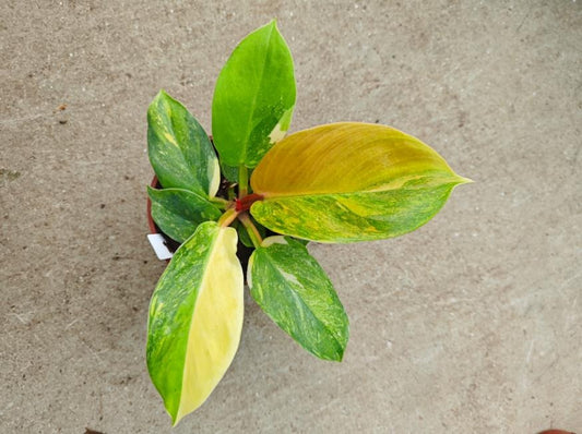 Philodendron 'Golden Melinonii' Aurea Variegated TC | Seller's Choice, Hong Kong Collection