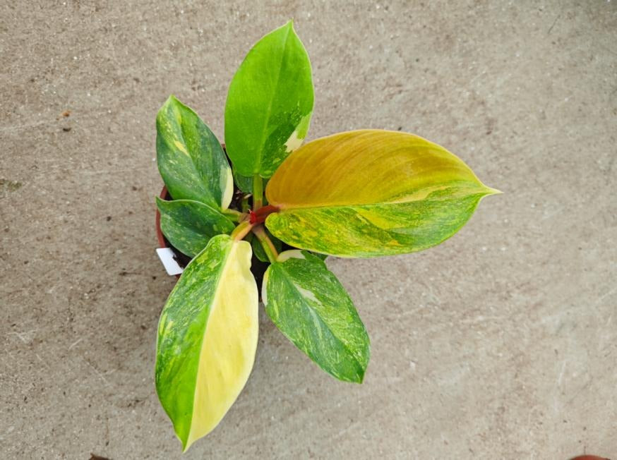 Philodendron 'Golden Melinonii' Aurea Variegated TC | Seller's Choice, Hong Kong Collection