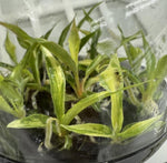 Philodendron Tortum Variegated TC | Seller's Choice, Hong Kong Collection