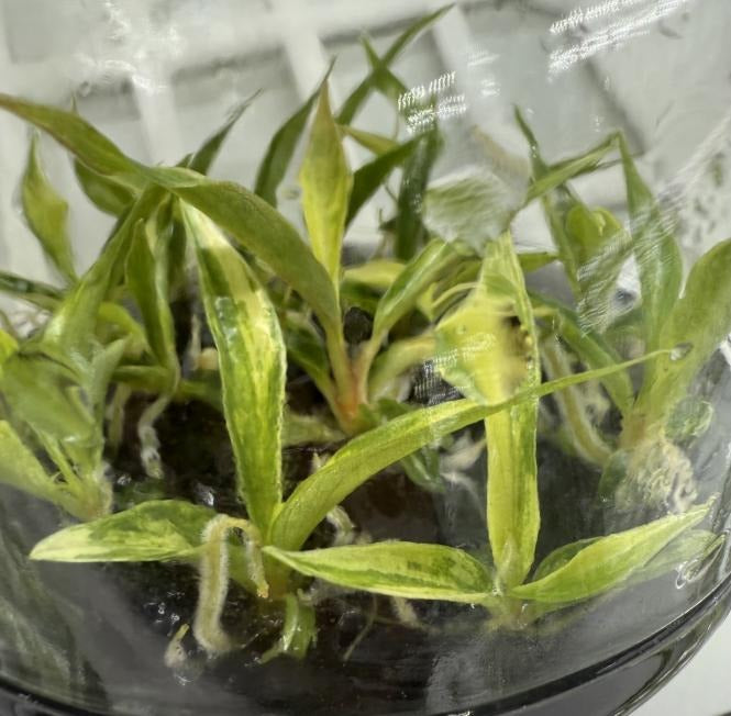 Philodendron Tortum Variegated TC | Seller's Choice, Hong Kong Collection