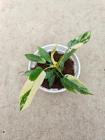 Philodendron 'Florida Albo' TC | Seller's Choice, Hong Kong Collection