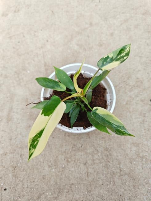 Philodendron 'Florida Albo' TC | Seller's Choice, Hong Kong Collection