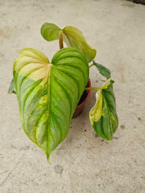 Philodendron pastazanum silver X plowmanii Aurea Var. TC | Seller's Choice, Hong Kong Collection