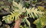Philodendron FB*tortum Variegated TC | Seller's Choice, Hong Kong Collection