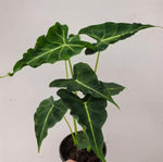 Alocasia ‘Emerald tide’ TC | Seller's Choice, Hong Kong Collection