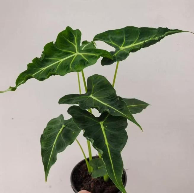 Alocasia ‘Emerald tide’ TC | Seller's Choice, Hong Kong Collection