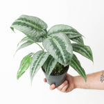 Schismatoglottis 'Silver Indukan' | Seller's Choice, Hong Kong Collection