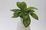 Homalomena hoalisi/wallisii 'Camouflage' | Seller's Choice, Hong Kong Collection