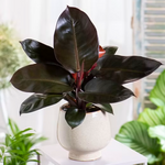 Philodendron 'Black Cardinal' | Seller's Choice, Hainan Collection