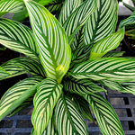Calathea elliptica 'Vittata' | Seller's Choice, Hainan Collection