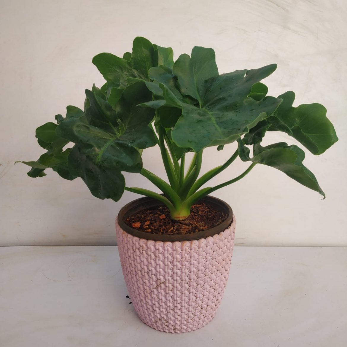 Philodendron 'Atom' | Seller's Choice, Hong Kong Collection